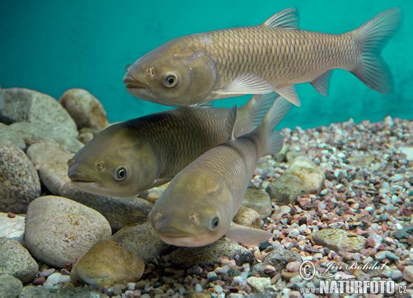 crapi - grass-carp-53338.jpg